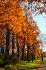 Fototapeta premium 秋の風景 紅葉 森 メタセコイヤ オレンジ 美しい 幻想的 きれい 鮮やかな紅葉