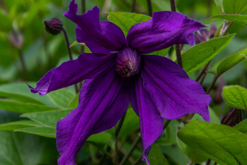 Beautiful bright purple Clematis flower. Climbing plant of gardens and parks.  Flowering period spring summer autumn. Garden decoration.