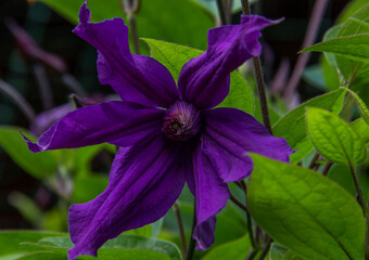 Beautiful bright purple Clematis flower. Climbing plant of gardens and parks.  Flowering period spring summer autumn. Garden decoration.