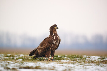 White-tailed eagle - Haliaeetus albicilla - large birds of prey