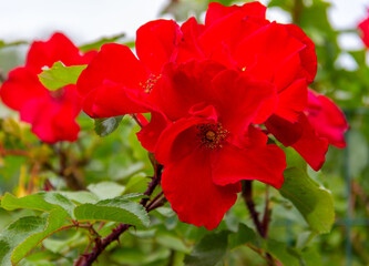 Bright red rose blooming. Beautiful flower close-up in a rose garden. Romantic holiday, summer and Valentine Day background. Soft selective focus.