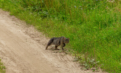 Brown striped cat walks along rural country road. Pregnant cat looks at the camera.