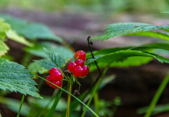 Forest  sweet red and ripe stone bramble berry.  Wild plant   Rubus saxatilis.