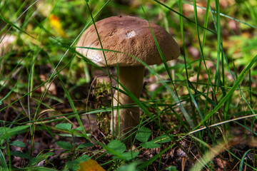 Edible forest mushroom in the grass. Brown cap, boletus. Picking mushrooms.