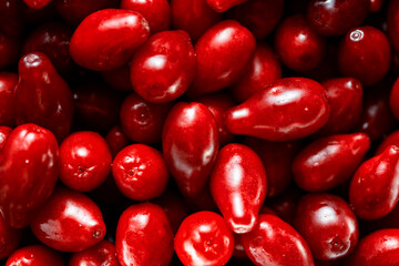 A lot of bright red dogwood fruits. 