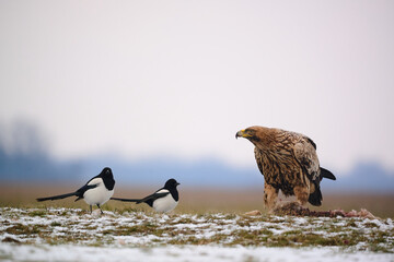 Eastern imperial eagle - Aquila heliaca - large bird of prey protected endangered species