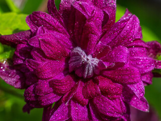 Crimson, burgundy clematis flower with water droplets. Beautiful climbing plant of gardens and parks.  Flowering period spring summer autumn. Garden decoration. Macro photo. Close-up.
