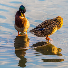 Drake with duck clean feathers standing in water on lake, reflections in water