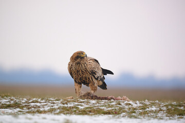 Eastern imperial eagle - Aquila heliaca - large bird of prey protected endangered species