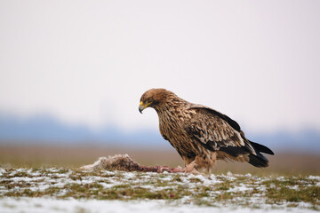 Eastern imperial eagle - Aquila heliaca - large bird of prey protected endangered species