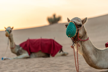 camels in the desert at sunset