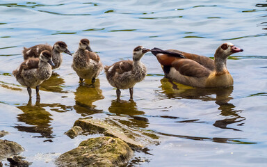 Egyptian goose with cute nestlings standing on stones in lake