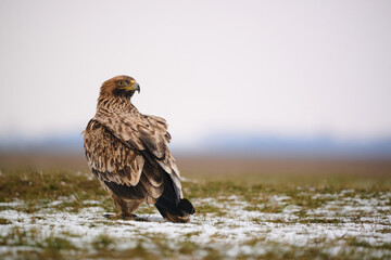 Eastern imperial eagle - Aquila heliaca - large bird of prey protected endangered species
