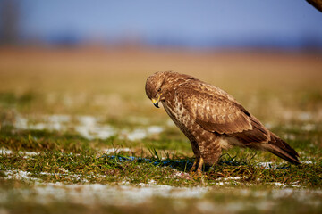 Common Buzzard - Buteo Buteo on the ground , birds of prey