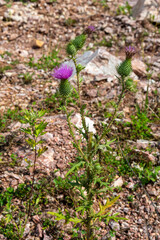 Blooming bodyak bush, cirsium banal