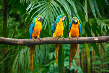 Naklejka na ściany i meble Blue-and-Yellow Macaw