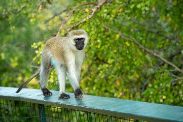 a long macaque walking