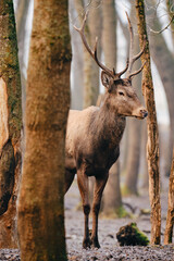 Red Deer stag - Cervus Elaphus - in the forest