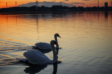 手賀沼　夕焼けの白鳥 © Mitsuo Iwaki