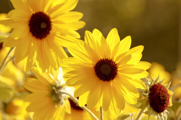 Fototapeta premium Yellow flower. The petals are yellow in bright sunlight. Flower plant with brown stamens