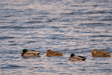 Mallard duck on the winter lake
