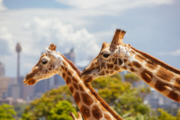 Taronga Zoo Giraffes Sydney Australia