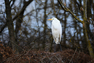 Great egret - Ardea Alba - on the tree