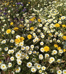 field of daisies