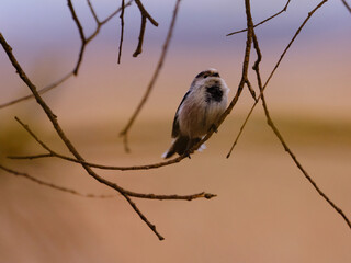 Long-tailed tit , long-tailed bushtit - Aegithalos caudatus