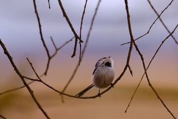 Long-tailed tit , long-tailed bushtit - Aegithalos caudatus