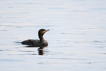 Great Cormorant - Phalacrocorax carbo - swimming on lake