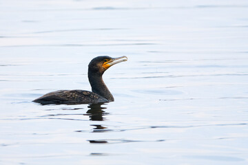Great Cormorant - Phalacrocorax carbo - swimming on lake