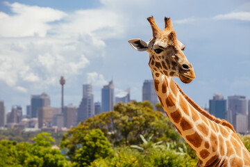 Taronga Zoo Giraffes Sydney Australia