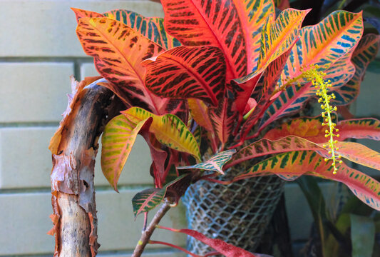 Codiaeum variegatum, garden croton or variegated croton. Croton red and yellow leaves with rare blossom flower on branch in a pot against a brick wall.