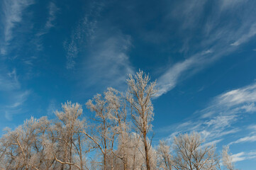 Winter landscape with blue sky, cirrus clouds and frost on trees