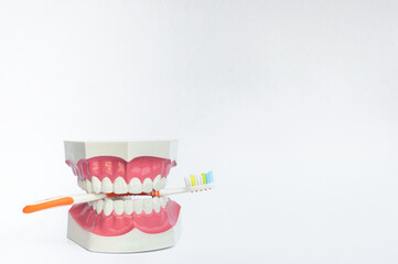 Teeth model and toothbrush isolated on white background