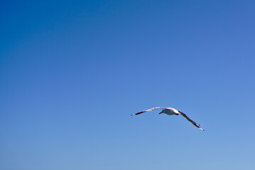 One single seagull bird flying with plain blue sky in background
