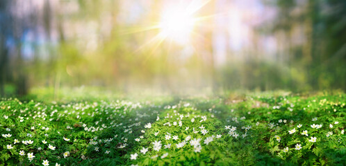 Beautiful white flowers anemones in spring and shining bright sun in nature in forest . Spring...