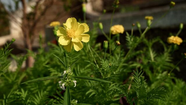 Cota tinctoria is grown in gardens for its bright attractive flowers and fine lacy foliage