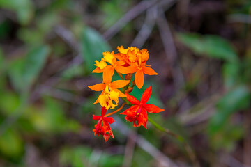 Orange small orchid flower in Costa Rica.