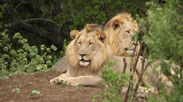 Two young male lions resting in the shade of the trees, front view.