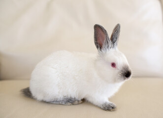 Little white bunny - little baby animal