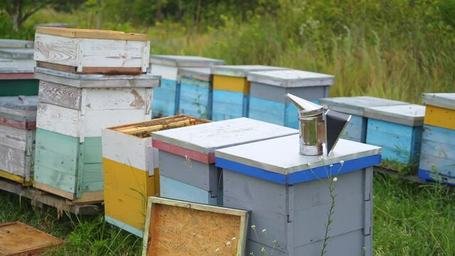 Colorful wooden hives stand at apiary. Green meadow on the background. Steel smoker with smoke over it stands on hive.