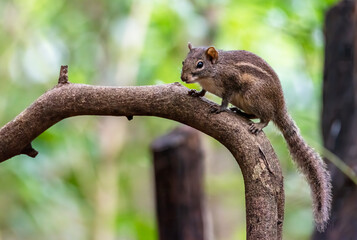 Cute little brown Squirrel on tree branch , Thailand
