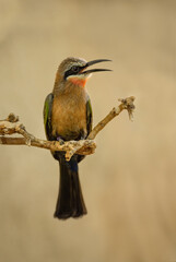 White-fronted Bee-eater - Merops bullockoides, beautiful colored bird from African savannas and bushes, Namibia.