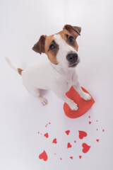 Portrait of funny dog Jack Russell Terrier with hearts. Valentine's day greeting card