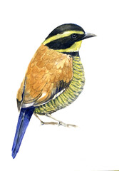 Watercolor bird on white background. Illustration for decor.
