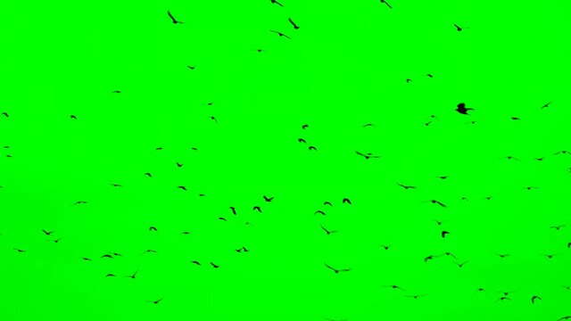 Flock Of Birds On Green Screen. Flock of crows flying in an imperfect formation. Slow motion, Birds flying in formation. Migrating Greater birds