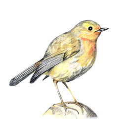Watercolor bird on white background. Illustration for decor.