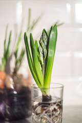 Green plant in glass in the kitchen. Home garden. Background